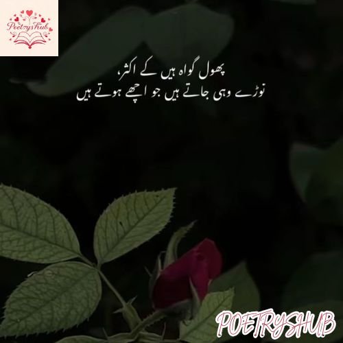 Rose Flower Caption in Urdu for Instagram