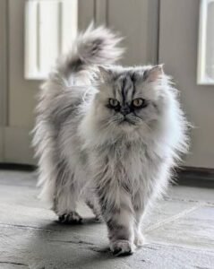 Common Persian Cat Health Problems and Prevention
