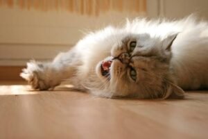 Common Persian Cat Health Problems and Prevention