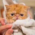 Common Persian Cat Health Problems and Prevention