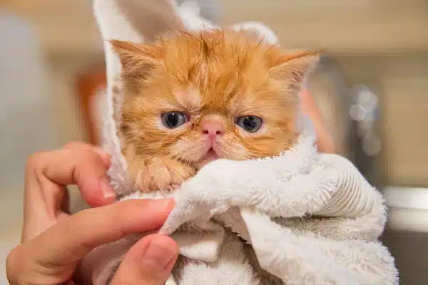 Common Persian Cat Health Problems and Prevention